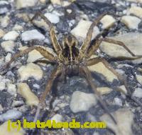 /home//u458753944/public_html/sourcegallery//Roxborough Toad Detour/2013-2019/2013/2013-05-08/P1120375.JPG